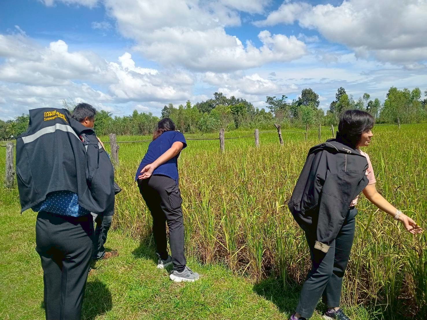 LINE ALBUM อบรมปลูกข้าวไรซ์เบอรี่ 251016 1